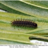 melitaea cinxia larva5 before